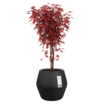 june split low 46cm black